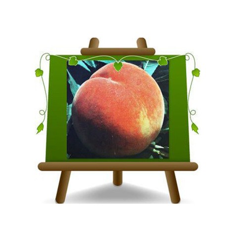 Pesche polpa gialla henry - o,