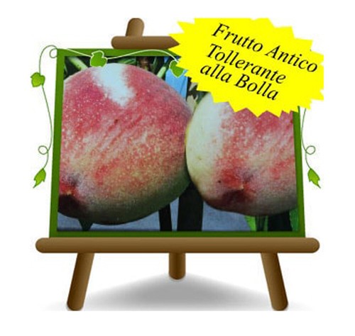 Pesche polpa bianca - polpa, cesarini