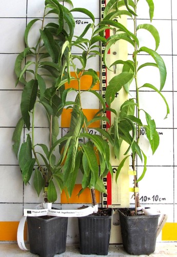 Prunus persica precedente - prunus,