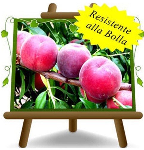 Pesche polpa rossa della - pesche,
