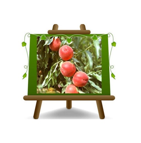 Pesche polpa gialla - a,