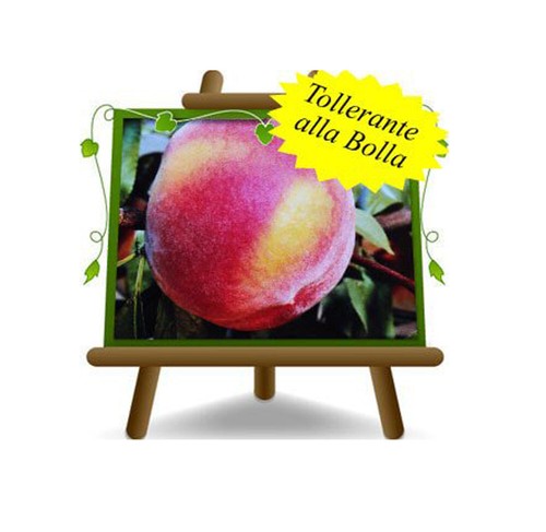 Pesche polpa gialla pesca - pesche,