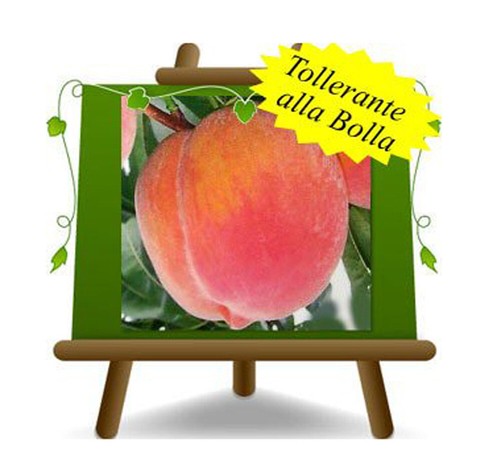 Pesche polpa gialla tardivo - polpa,