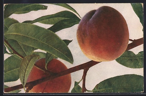 Cartolina pesche sul ramo - , con