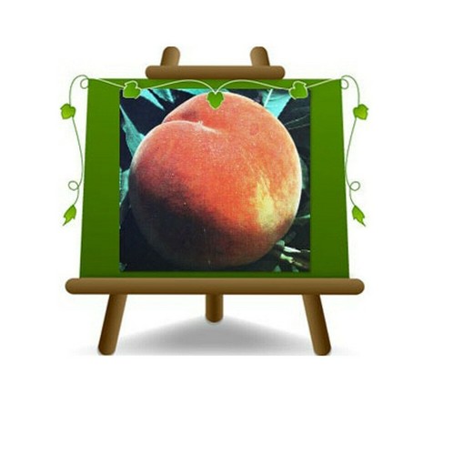 Pesche polpa gialla henry - pesche,