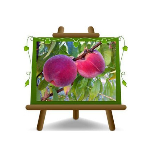 Pesche polpa gialla romestar - polpa,