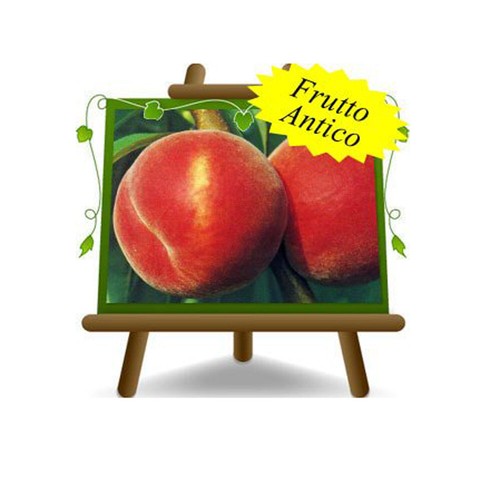 Pesche polpa gialla redhaven - polpa,