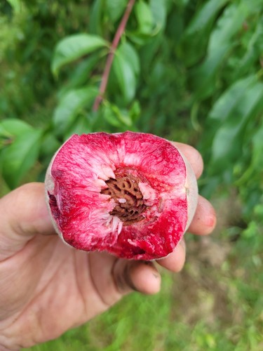 Pesca vigna rossa - di,