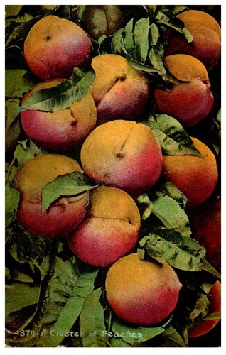 1874 gruppo di pesche - n.,