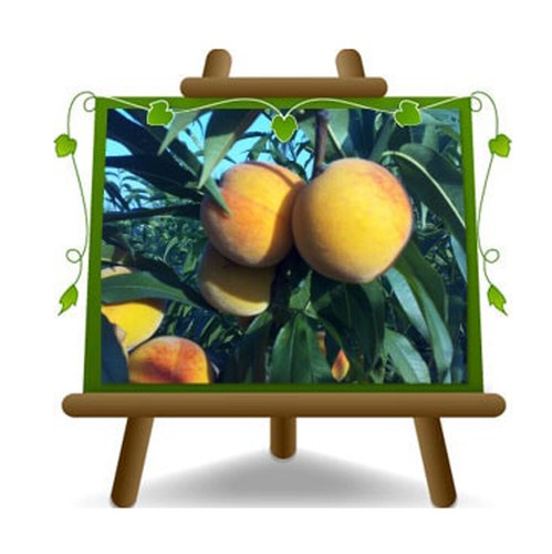 Pesche percoche romea pianta - pesche,