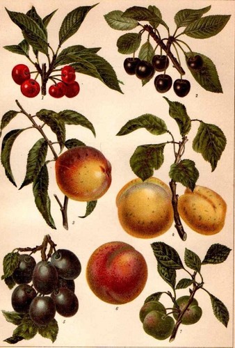 1898 antica stampa botanica - 1898,