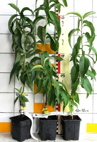 Prunus persica pesca - rossa, da
