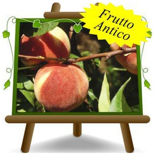 Pesche polpa bianca regina - a,