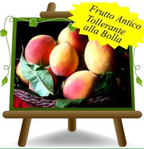 Pesche polpa gialla - polpa,