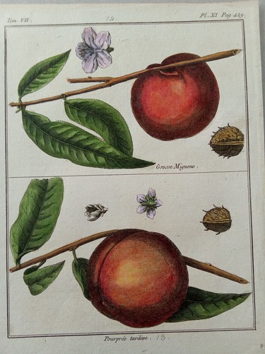 Antica stampa botanica - stampa,