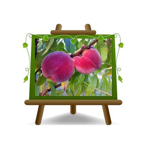Pesche polpa gialla romestar - pesche,