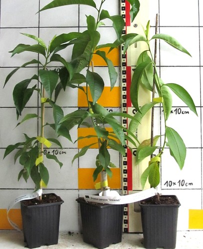 Prunus persica dixired - persica, "dixired"