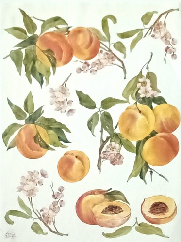 Carta decoupage formato - ,